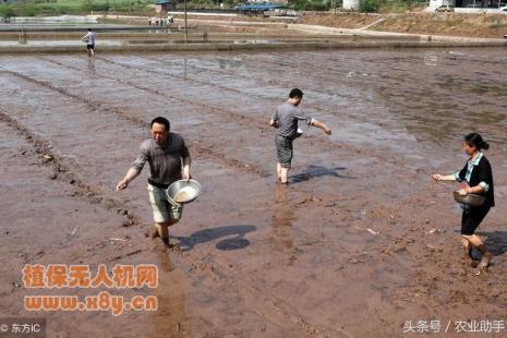 水稻直播用什么封闭药剂？