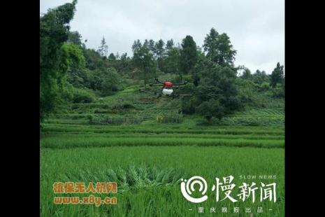 无人机在空中喷洒农药 重庆村民在稻田旁啧啧称赞