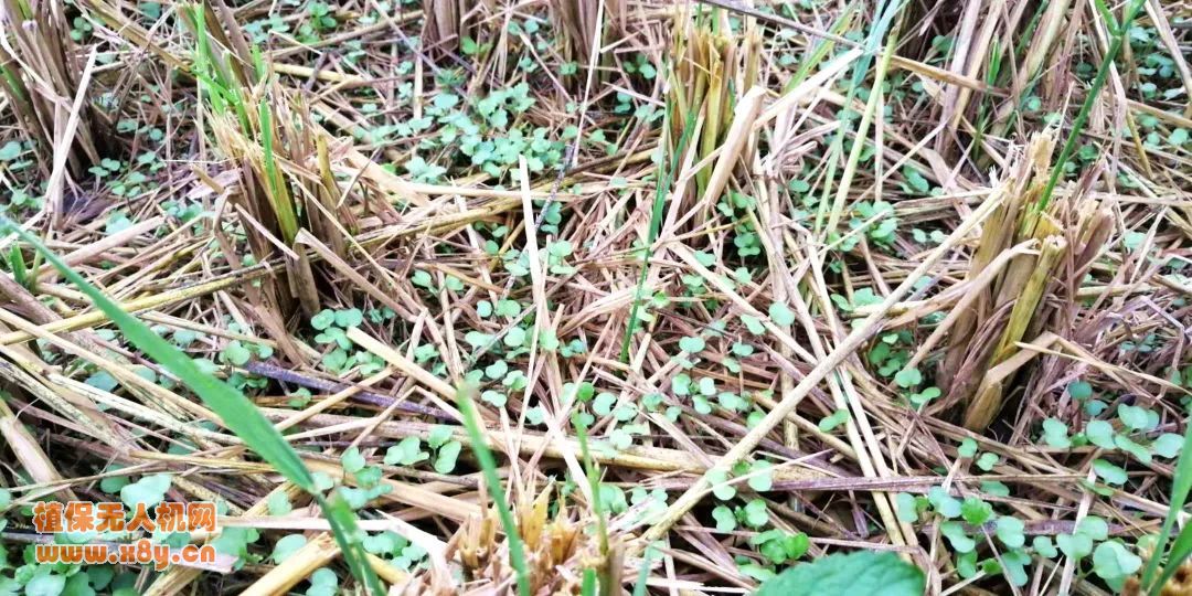 利用无人机搭载MG播撒系统进行油菜籽的播撒种植