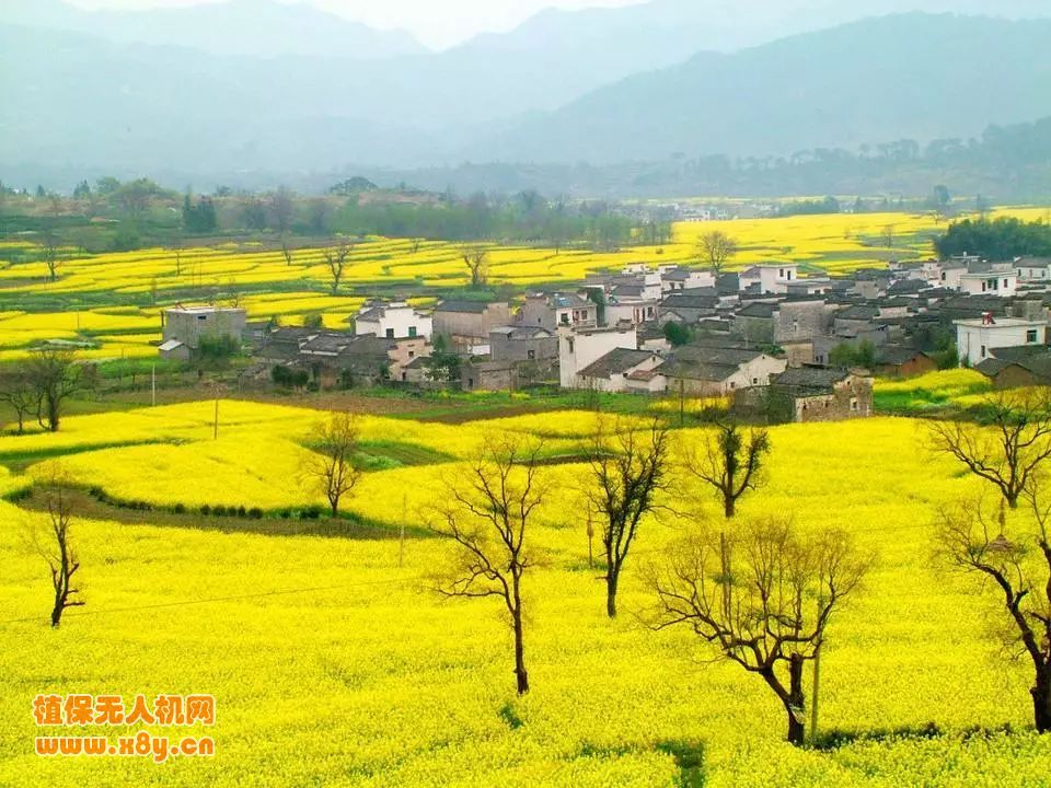 利用无人机搭载MG播撒系统进行油菜籽的播撒种植