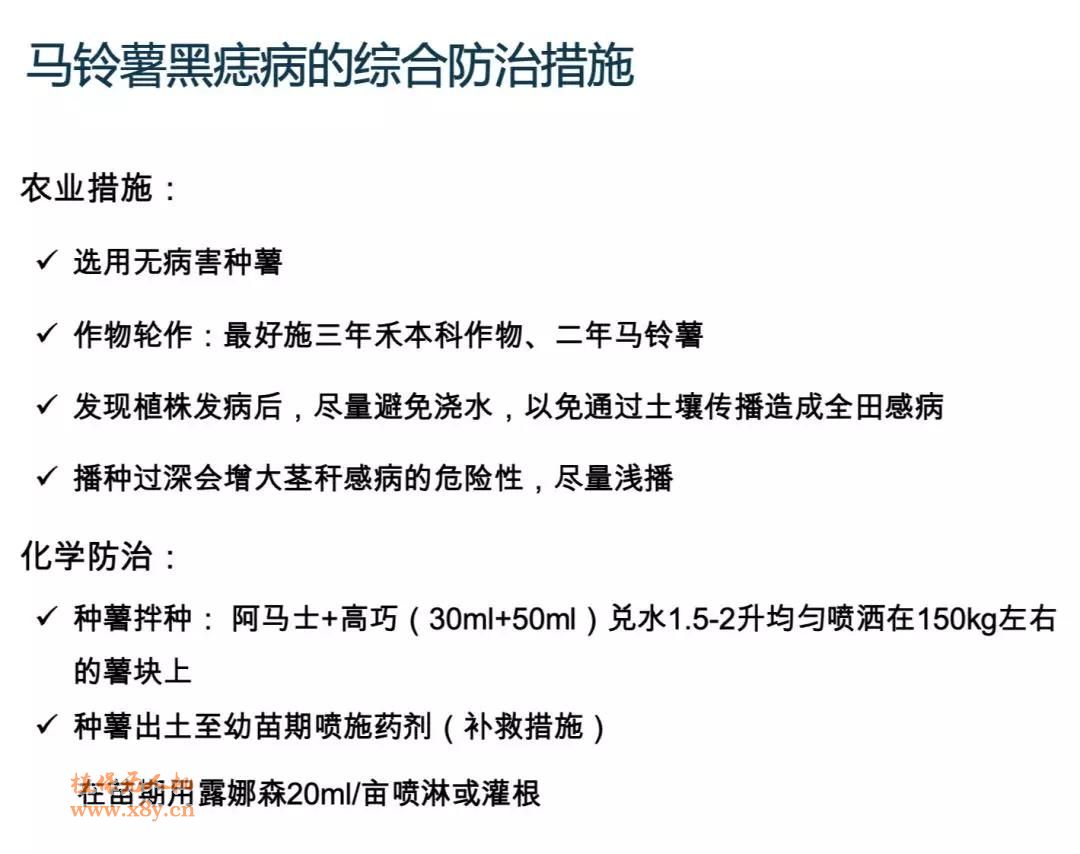 马铃薯黑痣病的综合防治措施