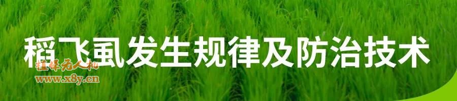 稻飞虱发生规律及防治技术