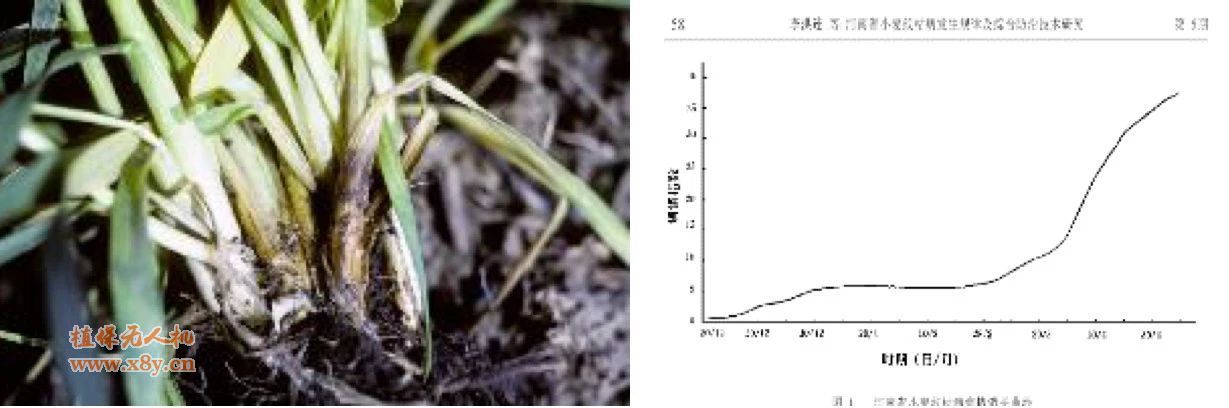 发生纹枯病的小麦