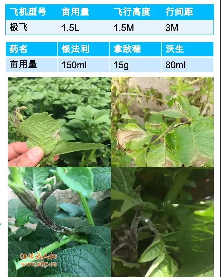 马铃薯晚疫病植保无人机飞防及用药