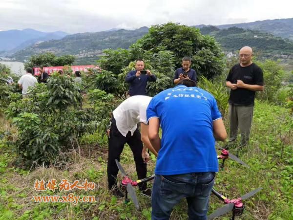 新安镇：柑橘木虱的“克星”——天鹰兄弟植保无人机