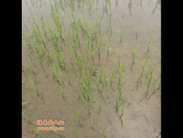 水稻直播封闭除草剂怎么用？种植专家教您安全除草！