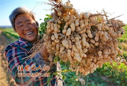 花生栽培方法