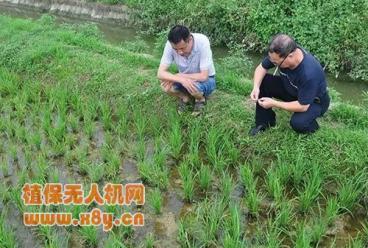 无人机飞防虽潇洒，相邻农田却遭殃——图解无人机喷洒三类除草剂的飘移药害